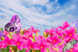 When you come to think of it even flowers are the same way; Butterfly On Pink Flowers On Background Sky Blue Stock Photo Picture And Royalty Free Image Image 13107328
