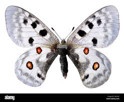 Image result for Parnassius apollo