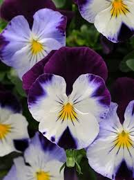 The world of flowering plants involves more than just short and long life. Flowers Names With Pictures In English Flower Images