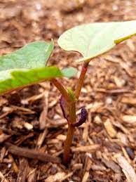 How To Grow Black Beans Black Bean Plant Organic Vegetable Garden Black Beans