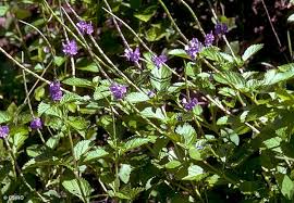 Image result for Stachytarpheta cayennensis