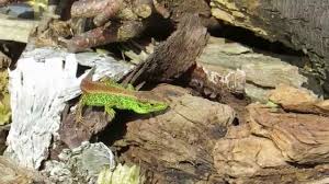 Eidechsen Im Garten 2015 Youtube