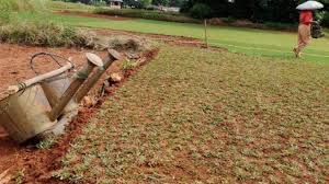 Berikut ini metode merawat rumput gajah mini: Cara Merawat Rumput Gajah Mini Yang Kering Agar Hijau Lagi Ilmubudidaya Com