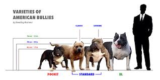 Known world wide as the best xl xxl american bully breeder. American Bully Xl Standard Regimen Bloodlines Breeding Faq