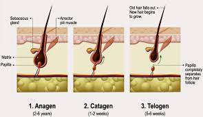 Anagen, catagen, telogen and exogen. The Three Stages Of The Human Hair Cycle