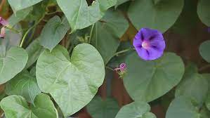 We did not find results for: Closeup Of Purple Flower Among Stock Footage Video 100 Royalty Free 7756486 Shutterstock