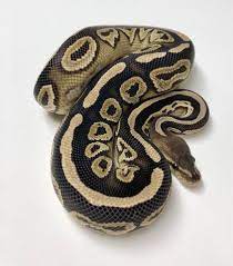 Cinnamon Cypress Ball Python Male 2017m01 Bhb Reptiles Ball Python Pythons For Sale Ball Python Morphs