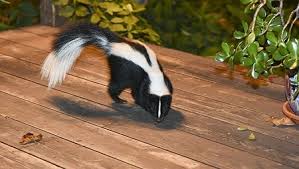 Skunk smell can get into your house by a variety of sources. How To Get Rid Of A Skunk Causing Smell Under Your House Or In Your Yard