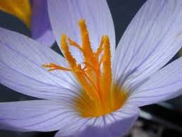Image result for Crocus speciosus