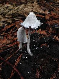Image result for Coprinus comatus