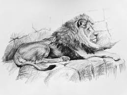 We Have Just Released The Latest Class By Phil Davies Lion Sketch Learn How To Draw This Full Body Pose Of A Male Lion Sketch Animal Drawings Lion Painting