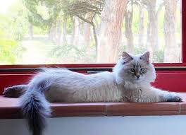 Males usually help in rearing kittens. Siberian Cat Complete Guide Not Only Hypoallergenic Cat Blog Di Moda