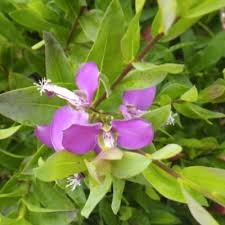 Image result for Polygala petitiana