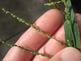 Image result for Urochloa