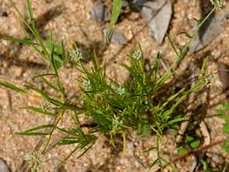 Image result for Limeum