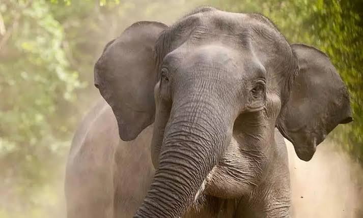 Assam: One killed in elephant attack in West Karbi Anglong