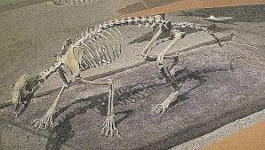Maybe you would like to learn more about one of these? Pictures And Profiles Of Prehistoric Dogs