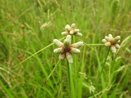 Image result for Lipocarpha