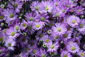 A black cherry tree with its racemes circled. Flower Nice Tree Chrysanthemum Blossom Rose Valley Wall Flower Violet Forest Pxfuel
