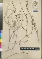 Image result for Justicia odora