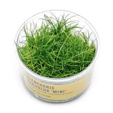 Image result for Eleocharis naumanniana