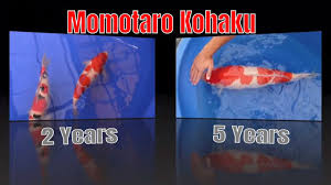 In all its simplicity there is a lot of higher chemistry going on between the bio film and the water column. Momotaro Kohaku From 2years To 5years Youtube