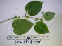 Image result for Agathisanthemum bojeri