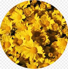 The veining structure is organized in a natural and attractive way. Background Aesthetic Yellow Flowers Tumblr Yellowflowers Yellow Aesthetic Sunflower Png Image With Transparent Background Toppng