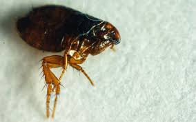 There are a few different types: How Long Do Fleas Live On Carpet How To Get Rid Of Them The Healthy Dog Co