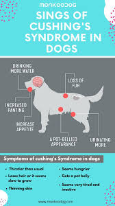 Pin On General Dog Care Tips Helpful Tips For Dogs