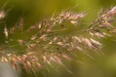 Image result for Melinis macrochaeta