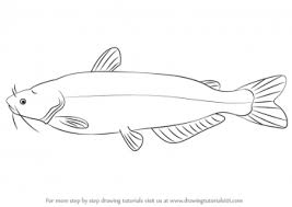 Catfish illustration drawn by one line. How To Draw A Catfish Top Vector Png Psd Files On Nohat Cc