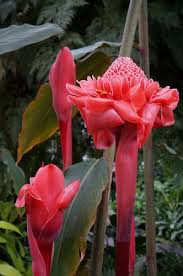 Image result for Etlingera