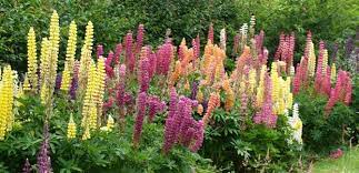 These specially selected, easy to grow flowers make a colourful display in any garden and have a delightful sweet fragrance. The Vibrant Cottage Best Cottage Garden Plants Australia