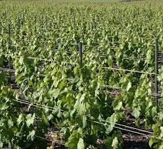 Retrouvez sur superimmo.com plus de 618 642 annonces. Intervignes Com Champagne Vignes