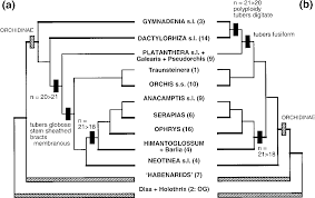 Image result for Holothrix tridactylites