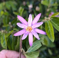 Image result for Grewia herbacea