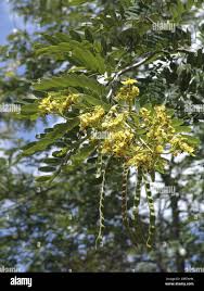 Image result for Senna singueana