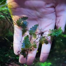 Image result for Didymoglossum erosum