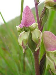 Image result for Disperis sp. nov. aff. bifida