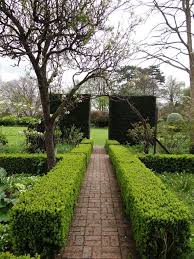 Privet hedging is great for polluted, dry & shady areas. Are Your Box Bushes Dying Houzz Uk