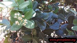 Image result for Syzygium cordatum