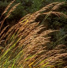 Image result for Sorghastrum