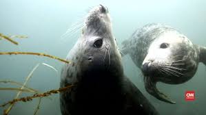 We did not find results for: Video Anjing Laut Bisa Tiru Ucapan Manusia