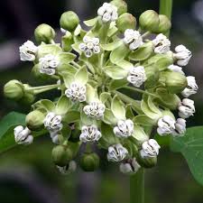 Shade Butterfly Poke Milkweed White Asclepias Exaltata Asclepias Milkweed Woodland Garden