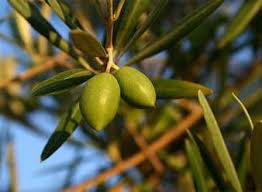 Nos Varietes D Olives Pour L Huile D Olive Et L Olive De Table Zabaloil