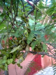 Fruits Of Shami The Prosopis Cineraria Cineraria Plants Fruit
