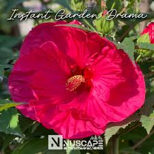 Image result for Hibiscus mechowii