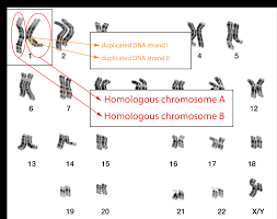 Homologous chromosomes are chromosome pairs of the same length, centromere position, and staining pattern that possess genes for the same characters at corresponding loci. Biobook Su Leaf 3 What Are Homologous Chromosomes