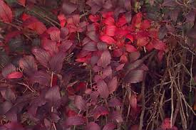 Image result for Spiraea x bumalda ´Crispa